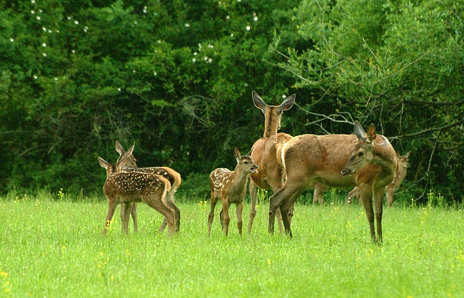 PASSIONE PER IL CERVO